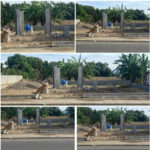 Junta Municipal Inicia la Construcción de un Parque en Río Viejo